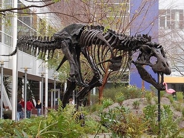 حیوان خانگی T-rex google